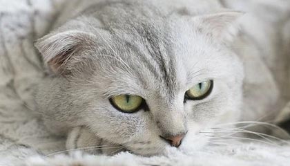 Trace Esports 告别 Mart1n 与 Biank