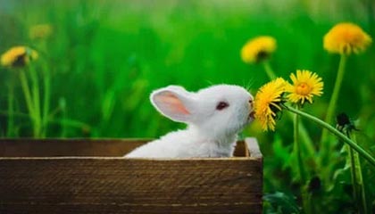 《植物大战僵尸》经典重置版将推出双人模式,操控僵尸进攻好友花园